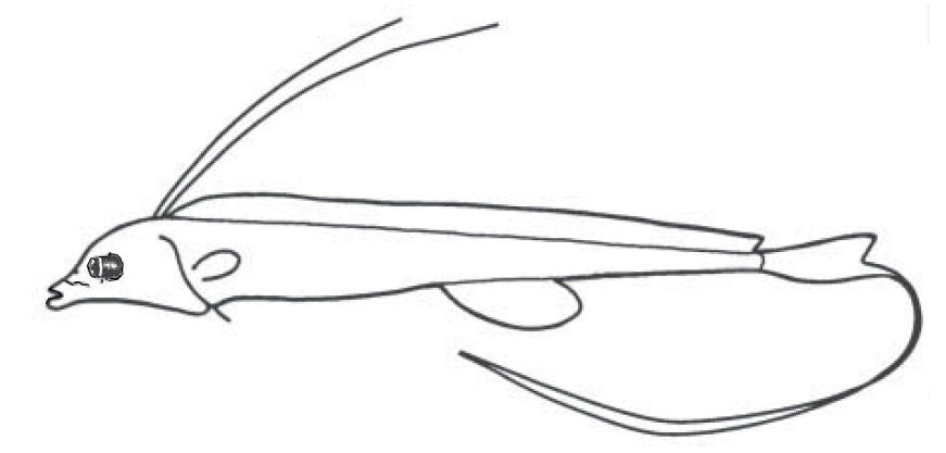 Stylephorus chordatus_01.jpg